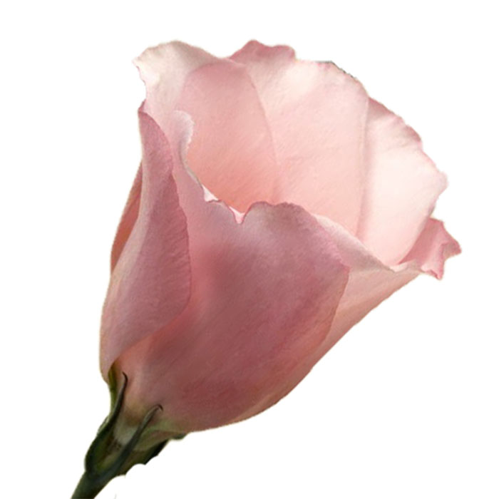 Лизиантусы