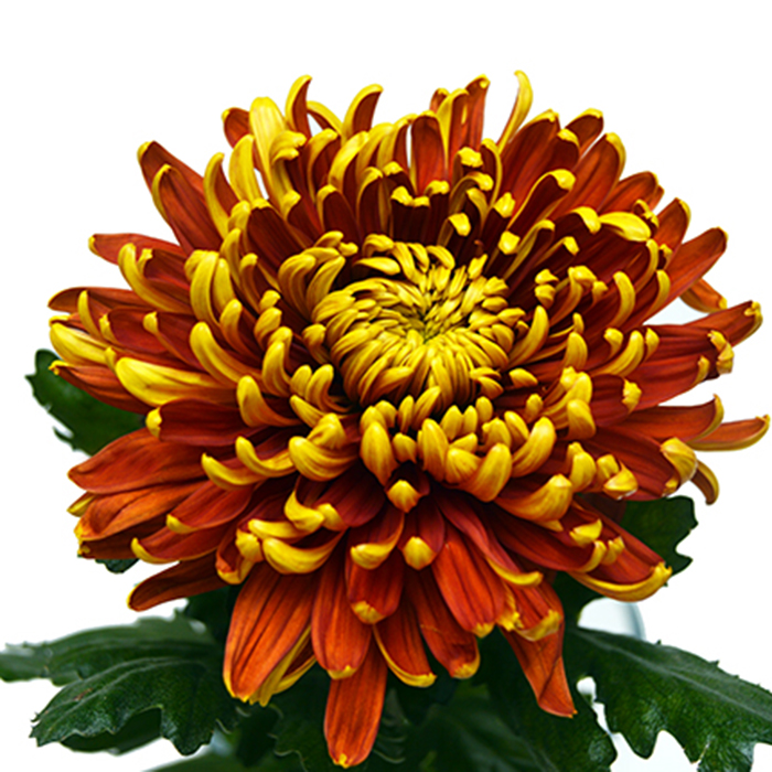 Хризантемы