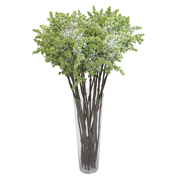 Сирень белая — фото 1